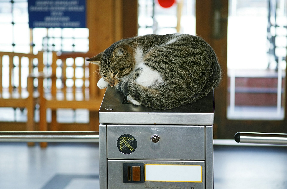 metro cat