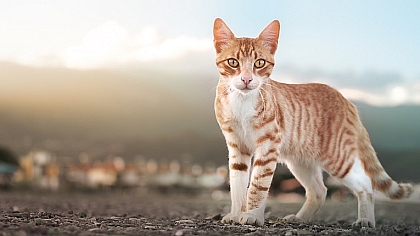 The Street Cats of Türkiye: Pawsome Guardians of the Urban Landscape